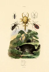 Guaxinim, 1833-39